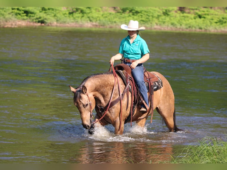 American Quarter Horse Wallach 11 Jahre 155 cm Buckskin in Clarion, PA