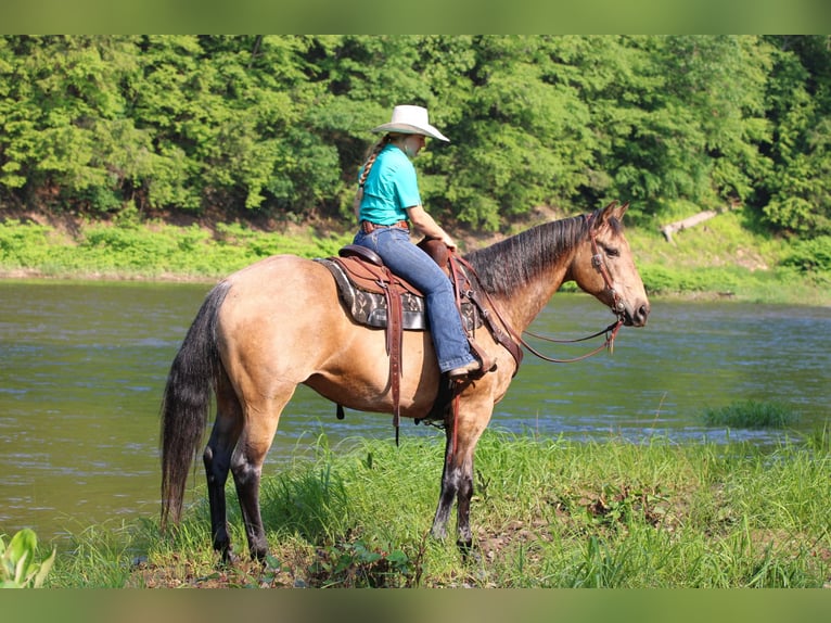 American Quarter Horse Wallach 11 Jahre 155 cm Buckskin in Clarion, PA