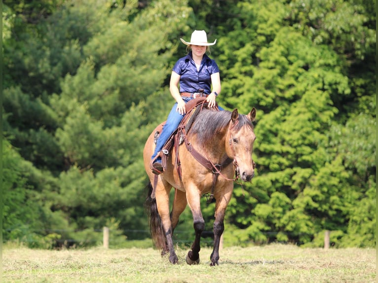 American Quarter Horse Wallach 11 Jahre 155 cm Buckskin in Clarion, PA