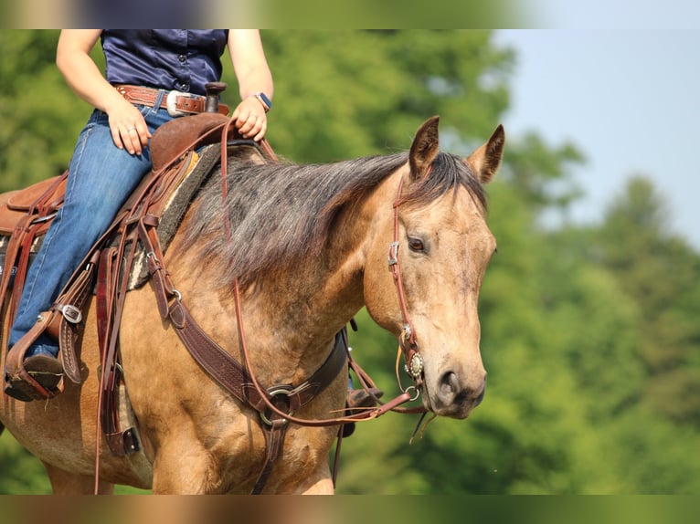 American Quarter Horse Wallach 11 Jahre 155 cm Buckskin in Clarion, PA