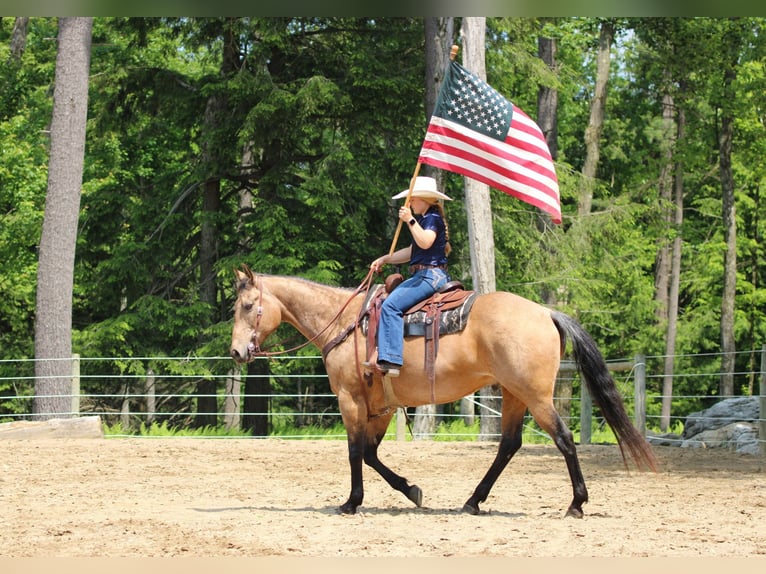 American Quarter Horse Wallach 11 Jahre 155 cm Buckskin in Clarion, PA