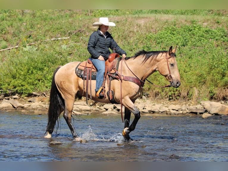 American Quarter Horse Wallach 11 Jahre 155 cm Buckskin in Clarion