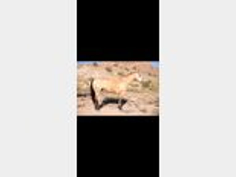 American Quarter Horse Wallach 11 Jahre 155 cm Buckskin in Cliff, NM