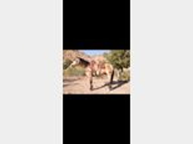 American Quarter Horse Wallach 11 Jahre 155 cm Buckskin in Cliff, NM