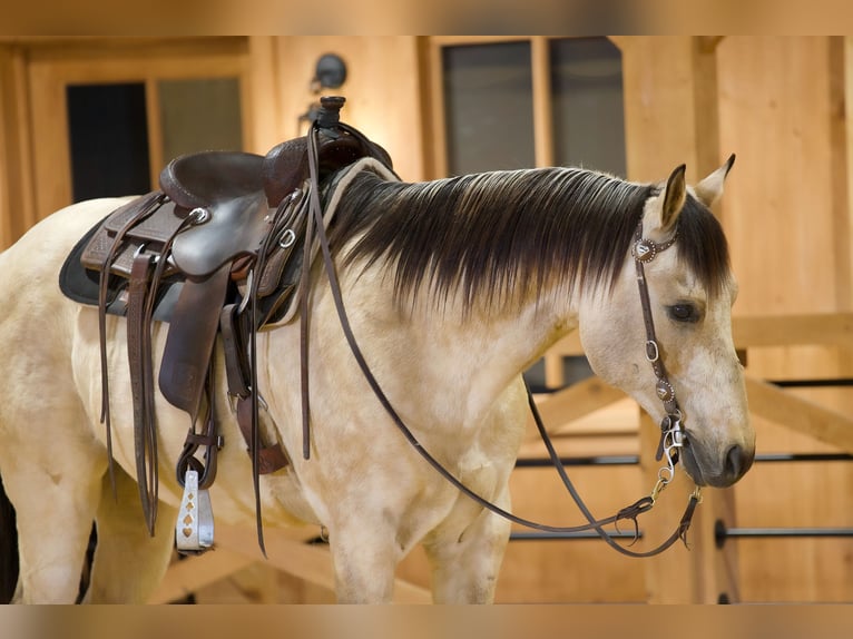 American Quarter Horse Wallach 11 Jahre 155 cm Buckskin in Needmore