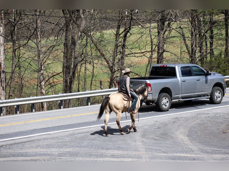 American Quarter Horse Wallach 11 Jahre 155 cm Buckskin in Needmore