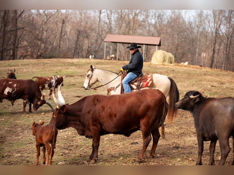 American Quarter Horse Wallach 11 Jahre 155 cm Buckskin in Santa Fe