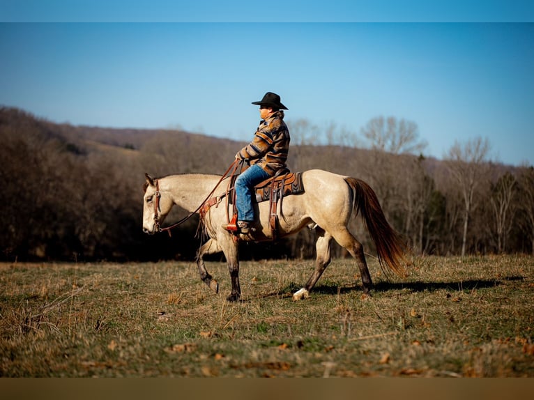 American Quarter Horse Wallach 11 Jahre 155 cm Buckskin in Santa Fe