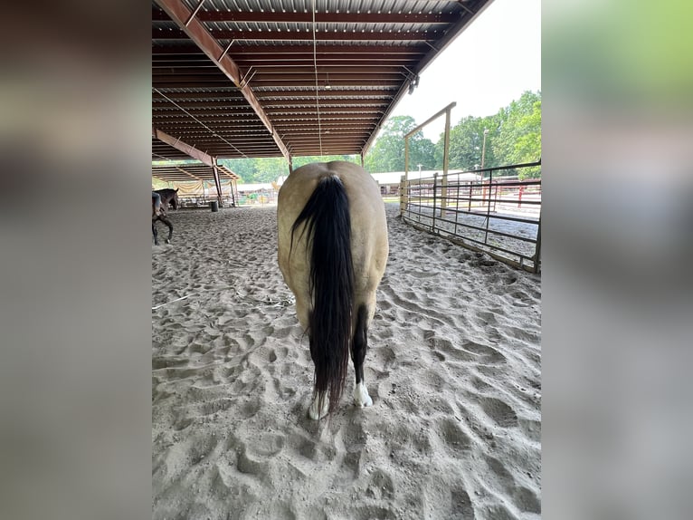 American Quarter Horse Wallach 11 Jahre 155 cm Buckskin in Baton Rouge LA