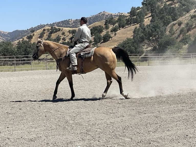 American Quarter Horse Wallach 11 Jahre 155 cm Buckskin in Paicines CA