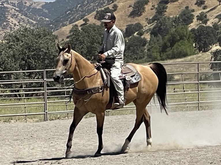 American Quarter Horse Wallach 11 Jahre 155 cm Buckskin in Paicines CA