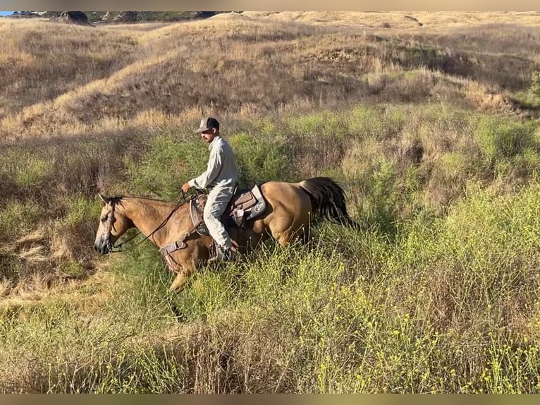 American Quarter Horse Wallach 11 Jahre 155 cm Buckskin in Paicines CA