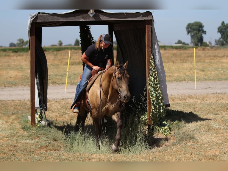 American Quarter Horse Wallach 11 Jahre 155 cm Buckskin in Valley Springs SD