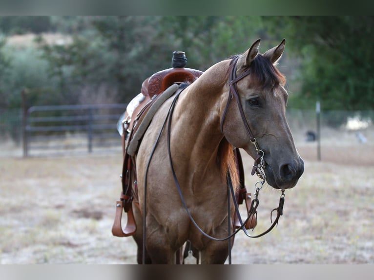 American Quarter Horse Wallach 11 Jahre 155 cm Buckskin in Valley Springs SD