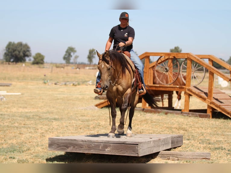 American Quarter Horse Wallach 11 Jahre 155 cm Buckskin in Valley Springs SD
