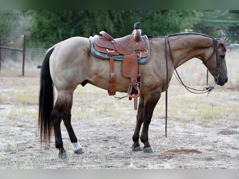 American Quarter Horse Wallach 11 Jahre 155 cm Buckskin in Valley Springs SD