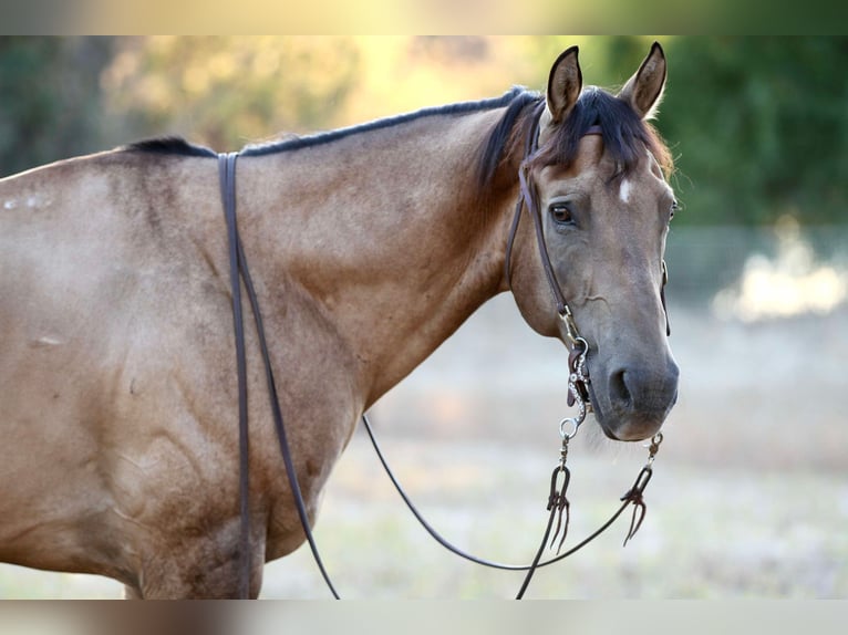 American Quarter Horse Wallach 11 Jahre 155 cm Buckskin in Valley Springs SD