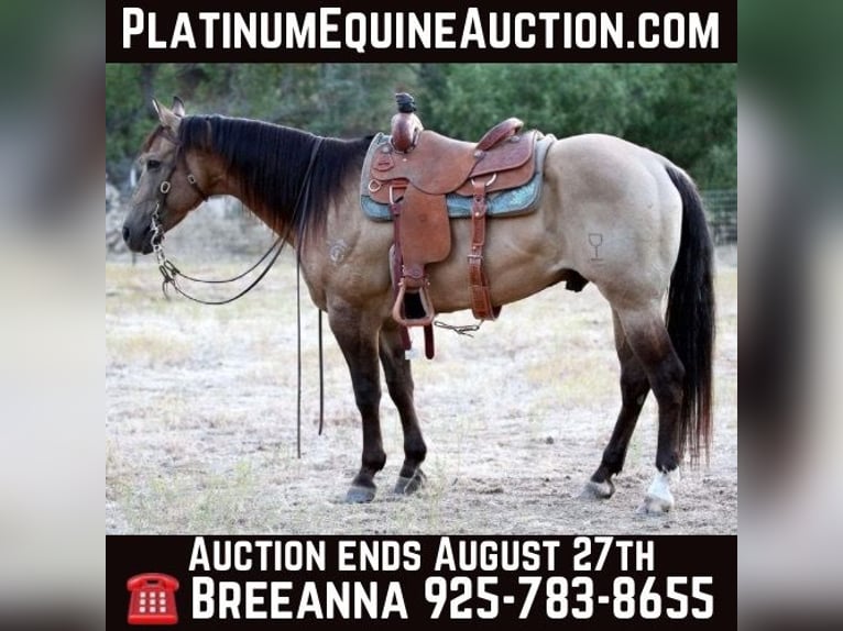 American Quarter Horse Wallach 11 Jahre 155 cm Buckskin in Valley Springs SD