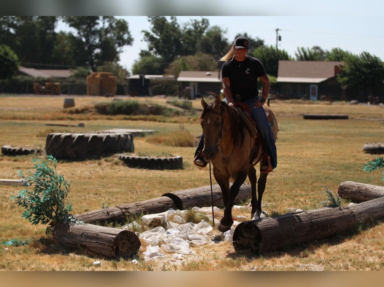 American Quarter Horse Wallach 11 Jahre 155 cm Buckskin in Valley Springs SD