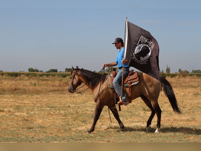 American Quarter Horse Wallach 11 Jahre 155 cm Buckskin in Valley Springs SD