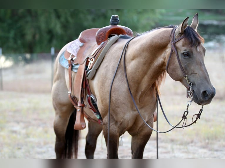 American Quarter Horse Wallach 11 Jahre 155 cm Buckskin in Valley Springs SD