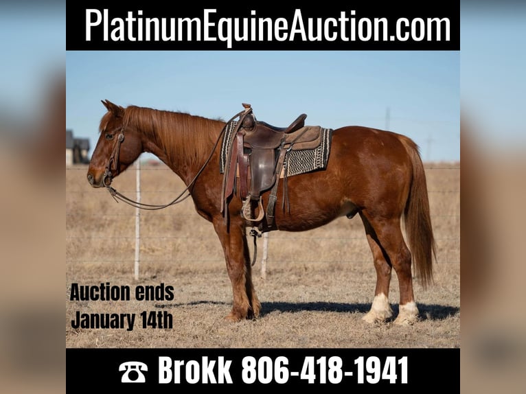 American Quarter Horse Wallach 11 Jahre 155 cm Dunkelfuchs in Amarillo TX