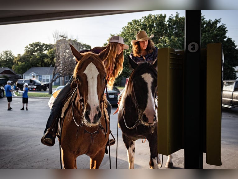 American Quarter Horse Wallach 11 Jahre 155 cm Dunkelfuchs in WEATHERFORD, TX