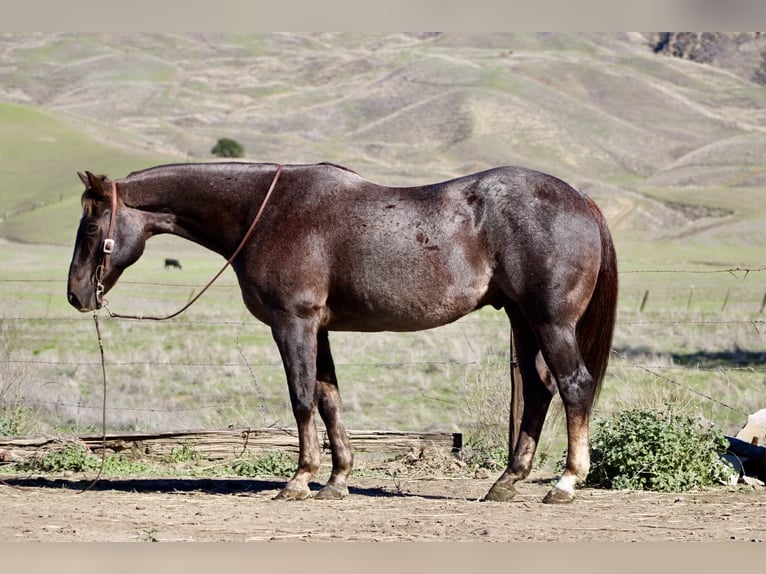 American Quarter Horse Wallach 11 Jahre 155 cm Dunkelfuchs in Paicines CA
