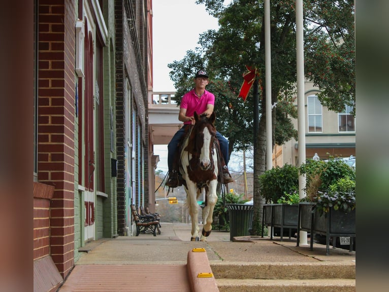 American Quarter Horse Wallach 11 Jahre 155 cm Dunkelfuchs in Rusk TX
