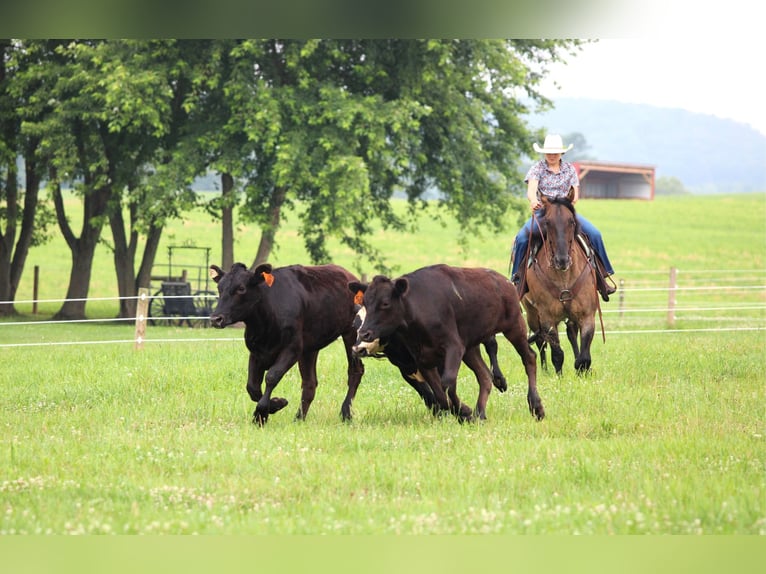 American Quarter Horse Wallach 11 Jahre 155 cm Grullo in Clarion