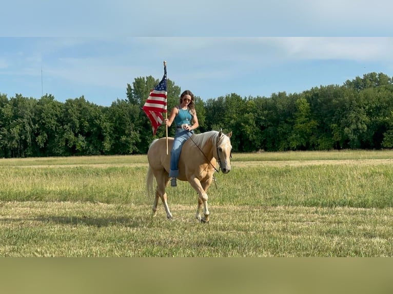 American Quarter Horse Wallach 11 Jahre 155 cm Palomino in Valley Springs, SD