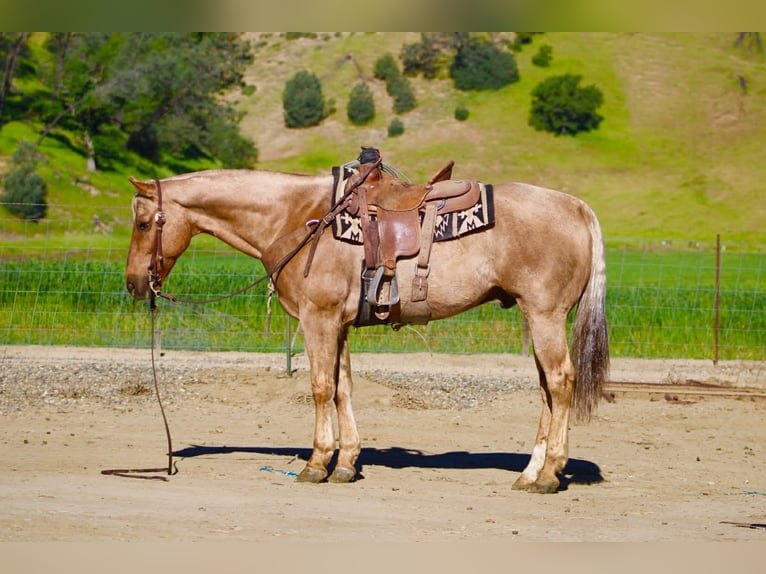 American Quarter Horse Wallach 11 Jahre 155 cm Palomino in Tres Pinos