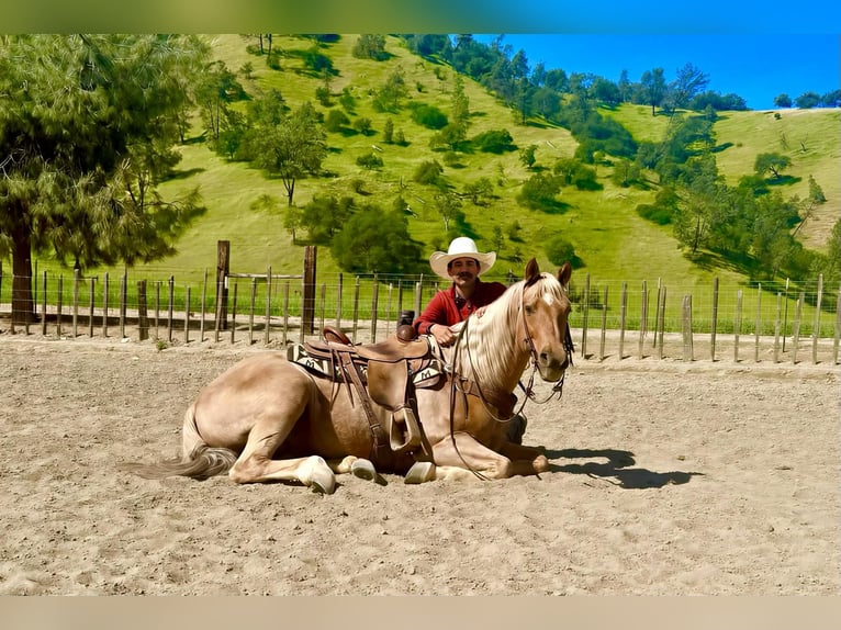 American Quarter Horse Wallach 11 Jahre 155 cm Palomino in Tres Pinos