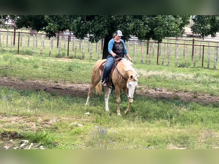 American Quarter Horse Wallach 11 Jahre 155 cm Palomino in Weatherford TX