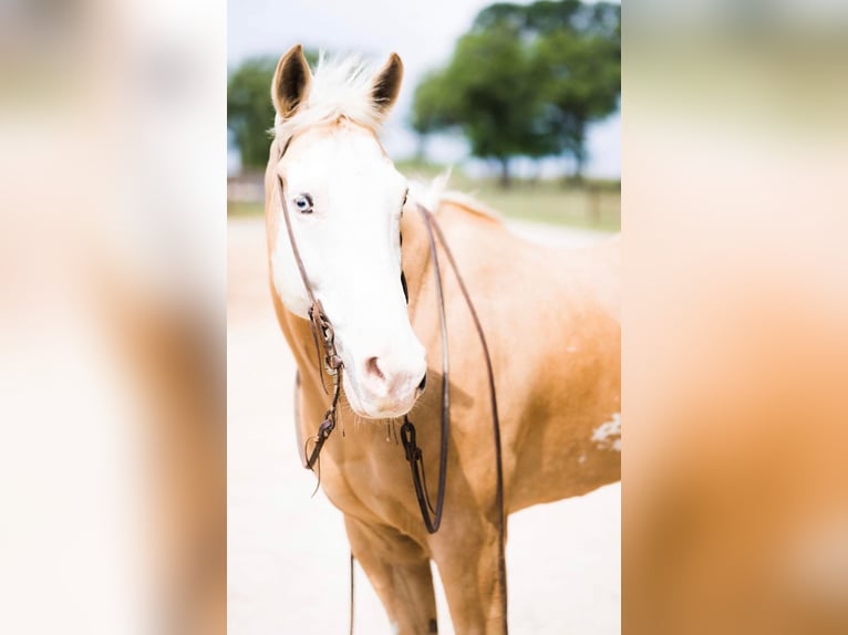 American Quarter Horse Wallach 11 Jahre 155 cm Palomino in Weatherford TX