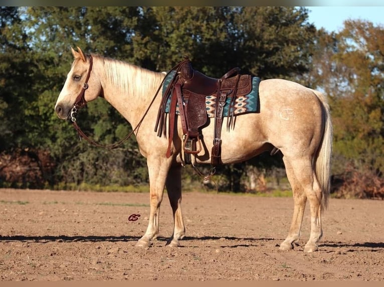 American Quarter Horse Wallach 11 Jahre 155 cm Palomino in Graham TX