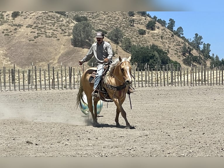 American Quarter Horse Wallach 11 Jahre 155 cm Palomino in Paicines CA