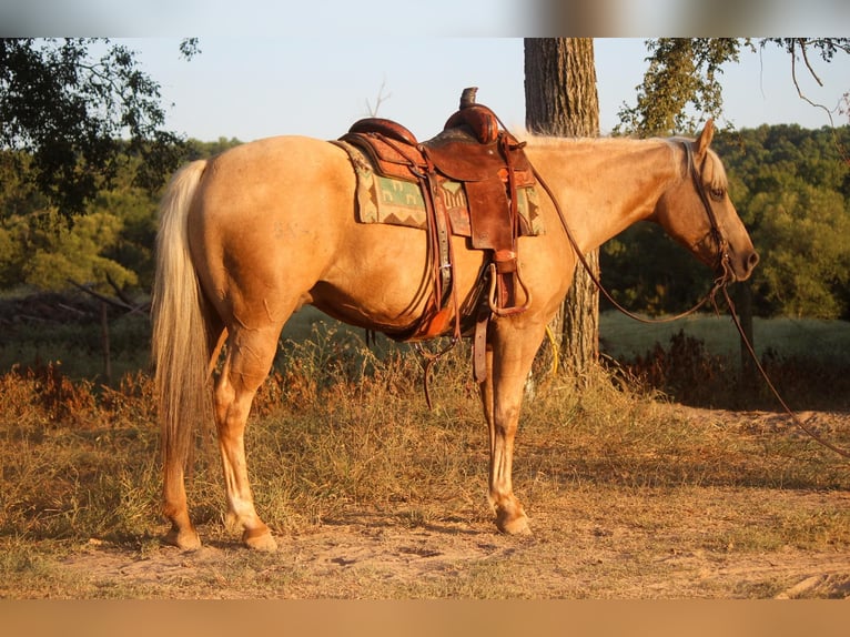 American Quarter Horse Wallach 11 Jahre 155 cm Palomino in Rusk TX