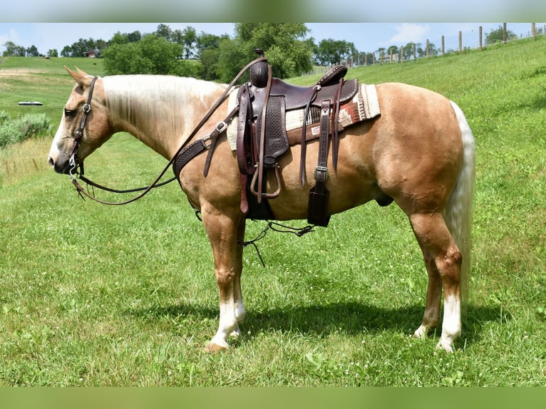 American Quarter Horse Wallach 11 Jahre 155 cm Palomino in Fresno, Oh