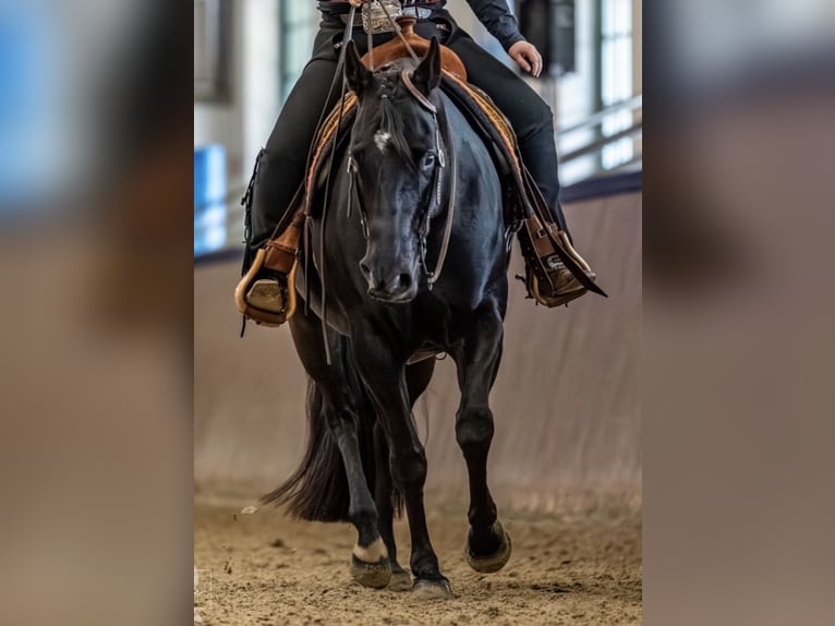 American Quarter Horse Wallach 11 Jahre 155 cm Rappe in Stuhr