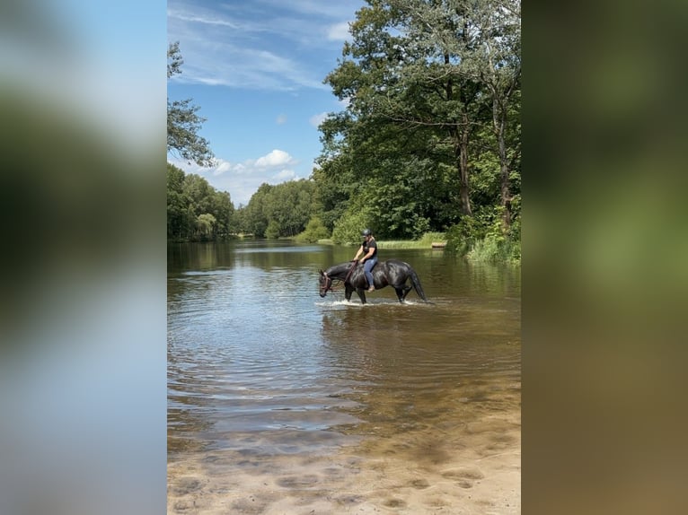 American Quarter Horse Wallach 11 Jahre 155 cm Rappe in Stuhr