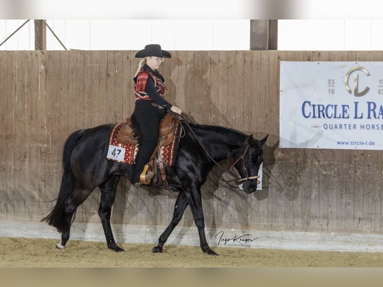 American Quarter Horse Wallach 11 Jahre 155 cm Rappe in Stuhr
