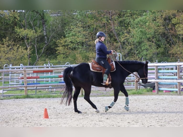 American Quarter Horse Wallach 11 Jahre 155 cm Rappe in Stuhr