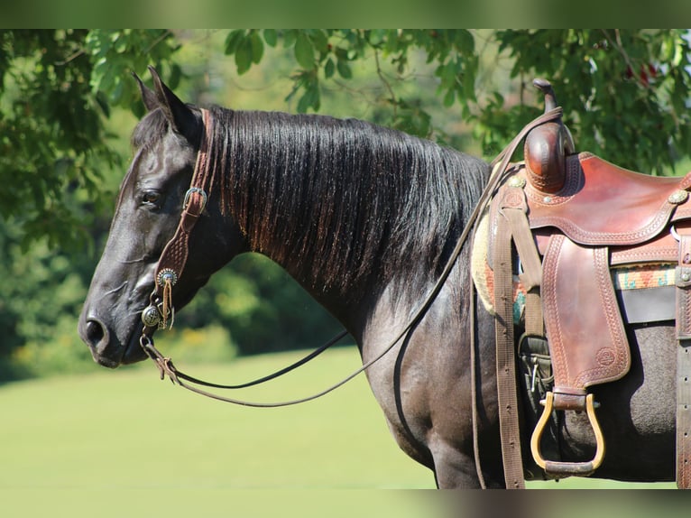 American Quarter Horse Wallach 11 Jahre 155 cm Rappe in Sanora KY
