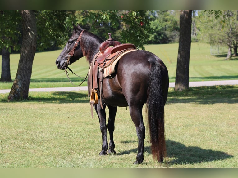American Quarter Horse Wallach 11 Jahre 155 cm Rappe in Sanora KY