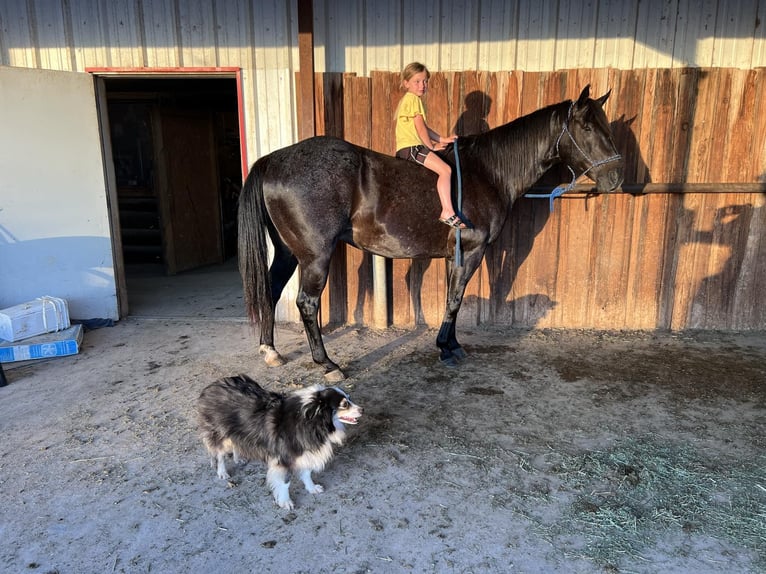 American Quarter Horse Wallach 11 Jahre 155 cm Rappe in Lisbon IA