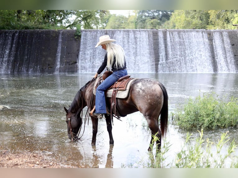 American Quarter Horse Wallach 11 Jahre 155 cm Rappe in Sallisaw OK