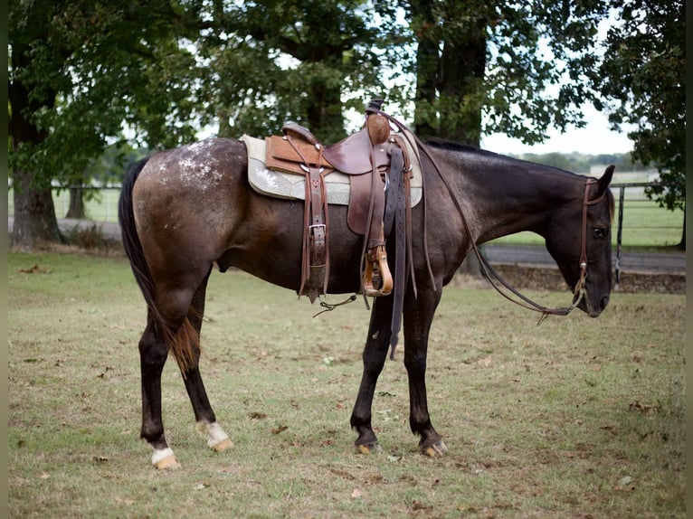 American Quarter Horse Wallach 11 Jahre 155 cm Rappe in Sallisaw OK