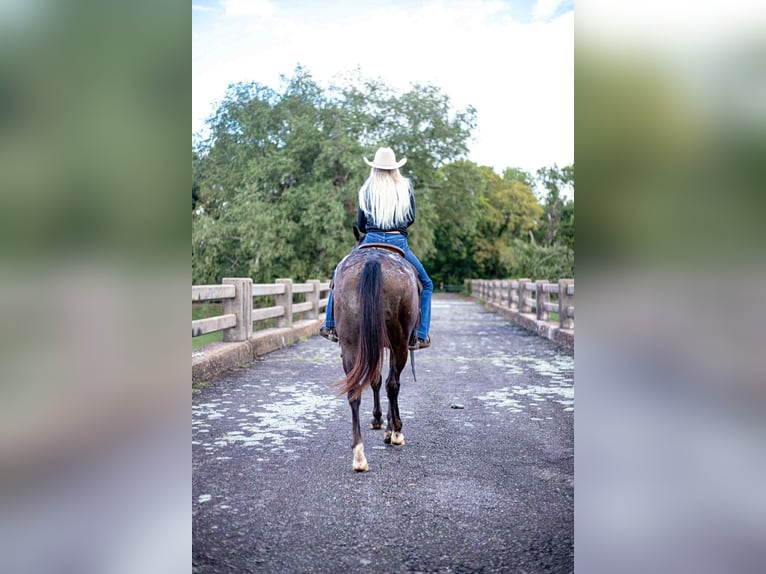 American Quarter Horse Wallach 11 Jahre 155 cm Rappe in Sallisaw OK