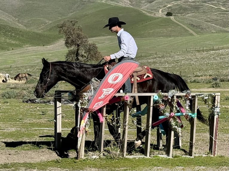 American Quarter Horse Wallach 11 Jahre 155 cm Rappe in Tres Pinos